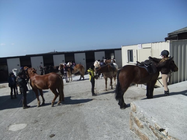  Horse Show 